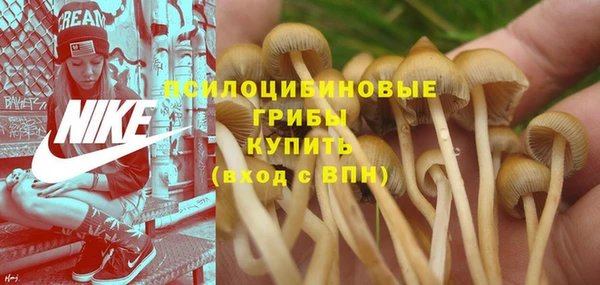 ПСИЛОЦИБИНОВЫЕ ГРИБЫ Слюдянка